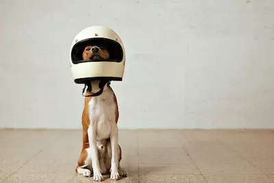 cachorro com capacete