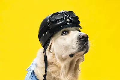 cachorro viajante