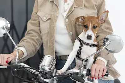 cachorro na moto