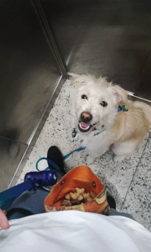 adestradora patrícia milão4