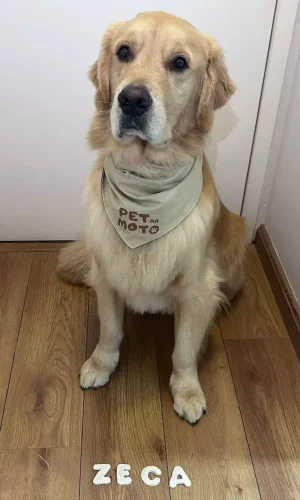 adestradora patrícia milão4