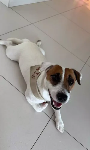 adestradora patrícia milão5