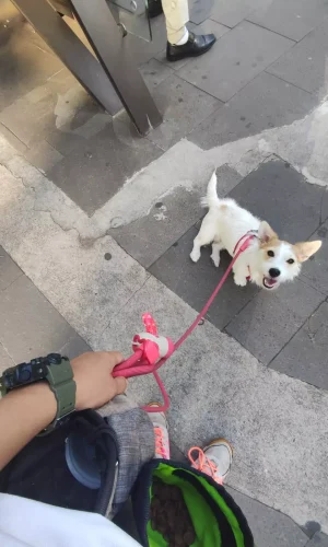 adestradora patrícia milão9